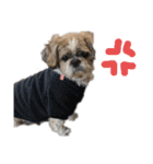 中島家愛犬のスタンプ（個別スタンプ：16）