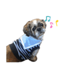 中島家愛犬のスタンプ（個別スタンプ：18）