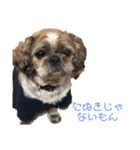 中島家愛犬のスタンプ（個別スタンプ：19）