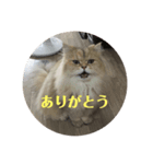 ペルとグレ（個別スタンプ：1）