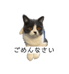 ペルとグレ（個別スタンプ：8）