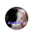 わさおです(＊・ᴥ・＊)（個別スタンプ：1）