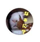 わさおです(＊・ᴥ・＊)（個別スタンプ：2）