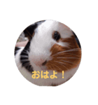 わさおです(＊・ᴥ・＊)（個別スタンプ：3）