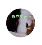 わさおです(＊・ᴥ・＊)（個別スタンプ：4）