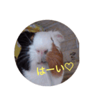 わさおです(＊・ᴥ・＊)（個別スタンプ：5）