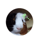 わさおです(＊・ᴥ・＊)（個別スタンプ：6）