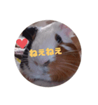 わさおです(＊・ᴥ・＊)（個別スタンプ：9）