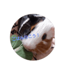 わさおです(＊・ᴥ・＊)（個別スタンプ：11）