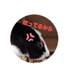 わさおです(＊・ᴥ・＊)（個別スタンプ：13）