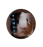 わさおです(＊・ᴥ・＊)（個別スタンプ：14）