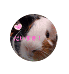 わさおです(＊・ᴥ・＊)（個別スタンプ：16）