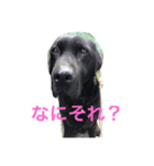 あっしゅたんぷ（個別スタンプ：6）