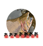 トラウトフィッシング（個別スタンプ：2）