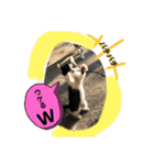 ねこねこシリーズ②（個別スタンプ：2）