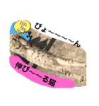ねこねこシリーズ②（個別スタンプ：5）