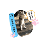 ねこねこシリーズ②（個別スタンプ：8）