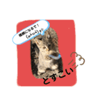 ねこねこシリーズ②（個別スタンプ：12）