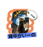 ねこねこシリーズ②（個別スタンプ：14）