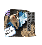 ねこねこシリーズ②（個別スタンプ：15）