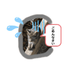 ねこねこシリーズ②（個別スタンプ：17）