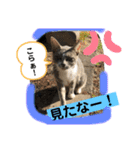 ねこねこシリーズ②（個別スタンプ：20）