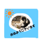 ねこねこシリーズ②（個別スタンプ：21）