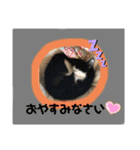 ねこねこシリーズ②（個別スタンプ：22）