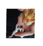 病院連絡スタンプ（個別スタンプ：5）