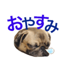 パグふぅちゃん（個別スタンプ：16）