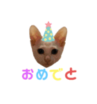 かわむかいネコちゃんず（個別スタンプ：15）