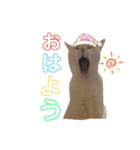 かわむかいネコちゃんず（個別スタンプ：16）