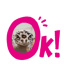 可愛いレオパ and仲間たち（個別スタンプ：4）