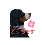 バーニーズ・ルナ（個別スタンプ：1）