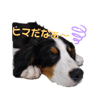 バーニーズ・ルナ（個別スタンプ：3）