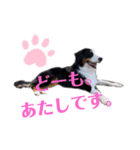 バーニーズ・ルナ（個別スタンプ：4）