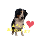 バーニーズ・ルナ（個別スタンプ：7）