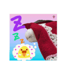 セキセイインコのみなさん（個別スタンプ：1）