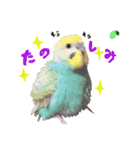 セキセイインコのみなさん（個別スタンプ：2）