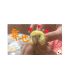 セキセイインコのみなさん（個別スタンプ：4）