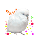 セキセイインコのみなさん（個別スタンプ：5）