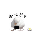 セキセイインコのみなさん（個別スタンプ：6）