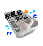 セキセイインコのみなさん（個別スタンプ：7）
