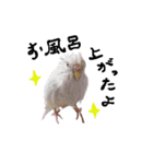 セキセイインコのみなさん（個別スタンプ：8）