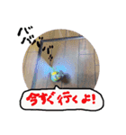セキセイインコのみなさん（個別スタンプ：9）