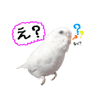 セキセイインコのみなさん（個別スタンプ：10）