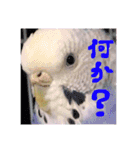 セキセイインコのみなさん（個別スタンプ：11）