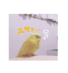 セキセイインコのみなさん（個別スタンプ：12）