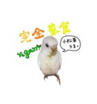 セキセイインコのみなさん（個別スタンプ：13）