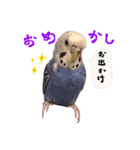セキセイインコのみなさん（個別スタンプ：14）